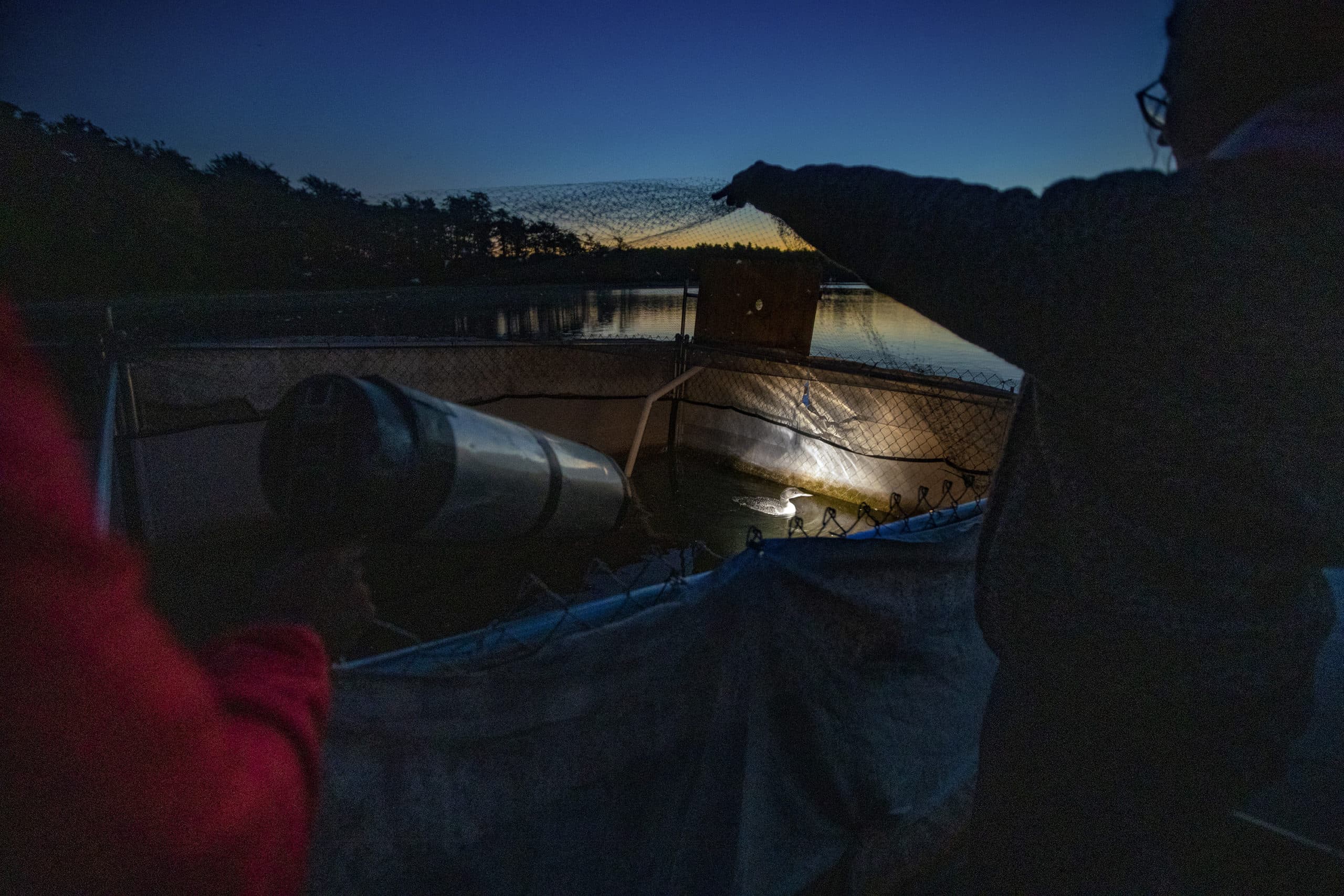 As they prepare for a release, Ericka Griggs uses a spotlight to find the loon chick as Shannon Wesson lifts the netting on top of the rearing pen. (Jesse Costa/WBUR)