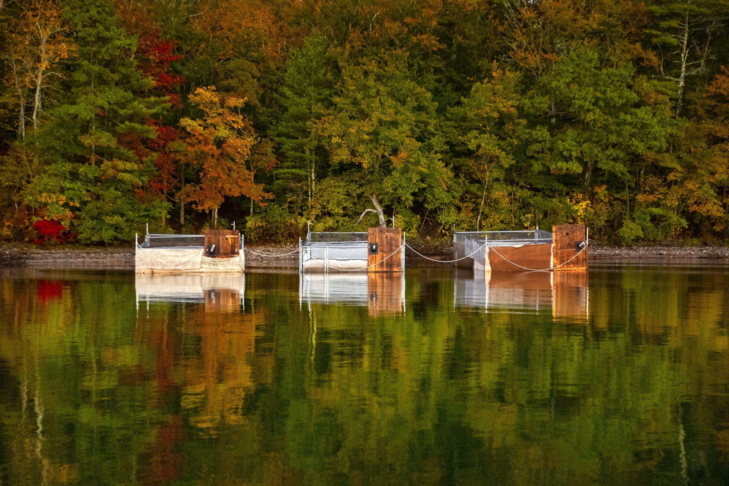 Three rearing pens on the Assawompset Pond Complex in Lakeville, Massachusetts. The birds are kept here until they are about 10 weeks old and ready to start flying. (Jesse Costa/WBUR)