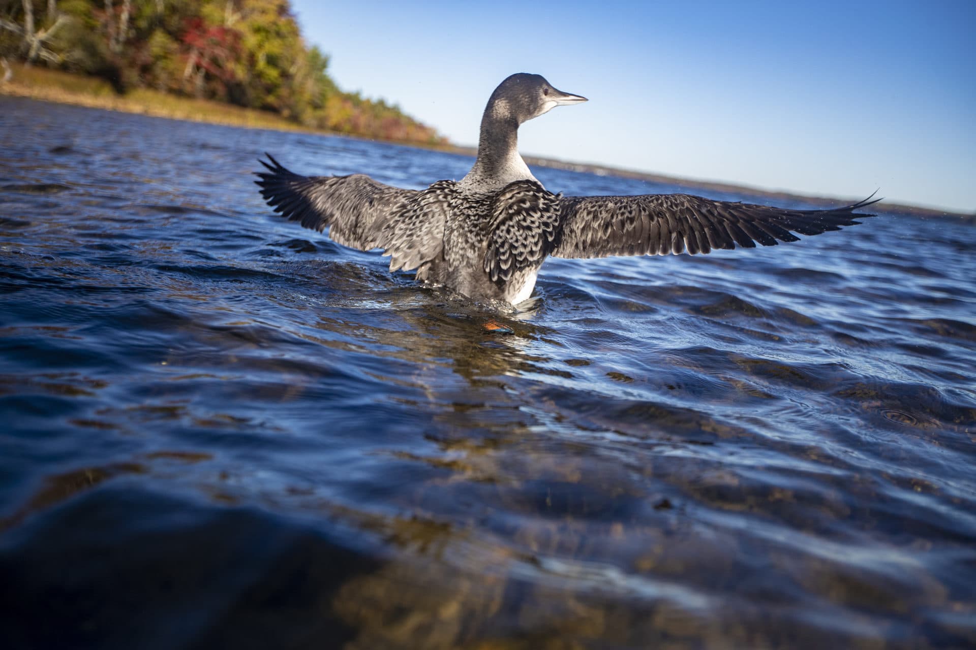 A loon chick translocated from Flagstaff Lake spreads her wings and looks out onto Assawompset Pond in Massachusetts, her new home. (Jesse Costa/WBUR)