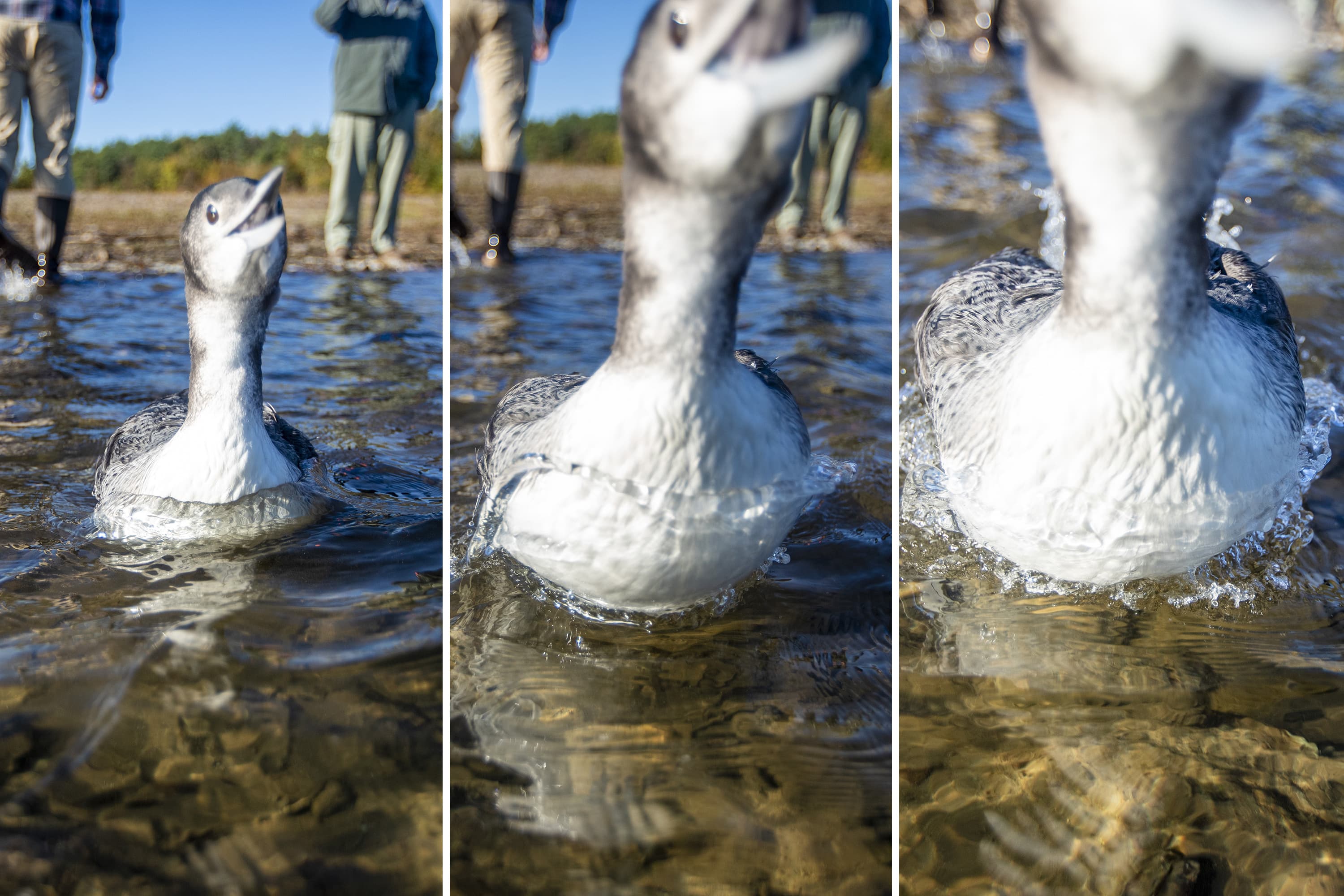 Composite of three images in succession of loon attack. (Jesse Costa/WBUR)