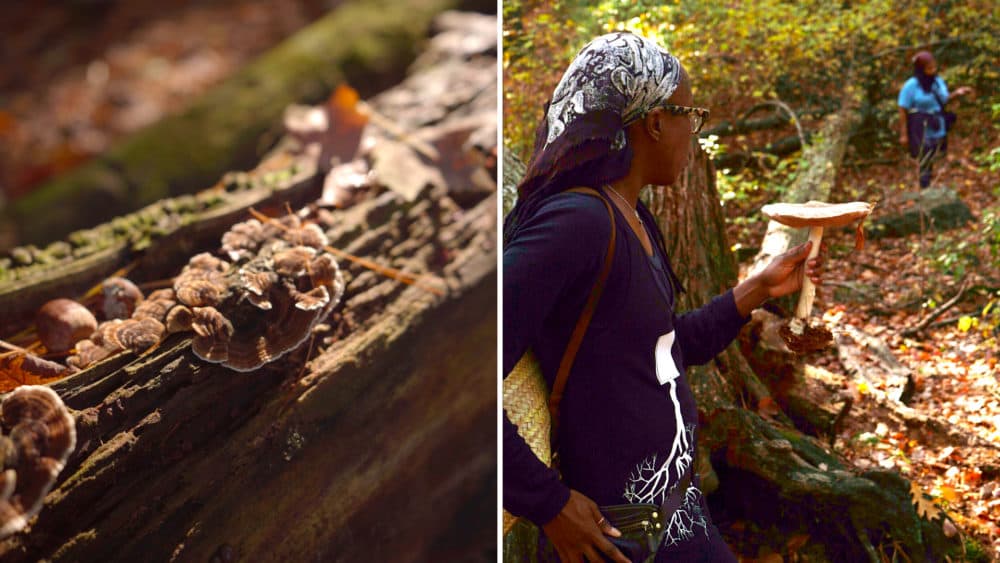 Juvenile turkey tail mushroom grows on a log. Maria Pinto shows a Pluteus Cervinas specimen to a small group. (Arielle Gray/ WBUR)