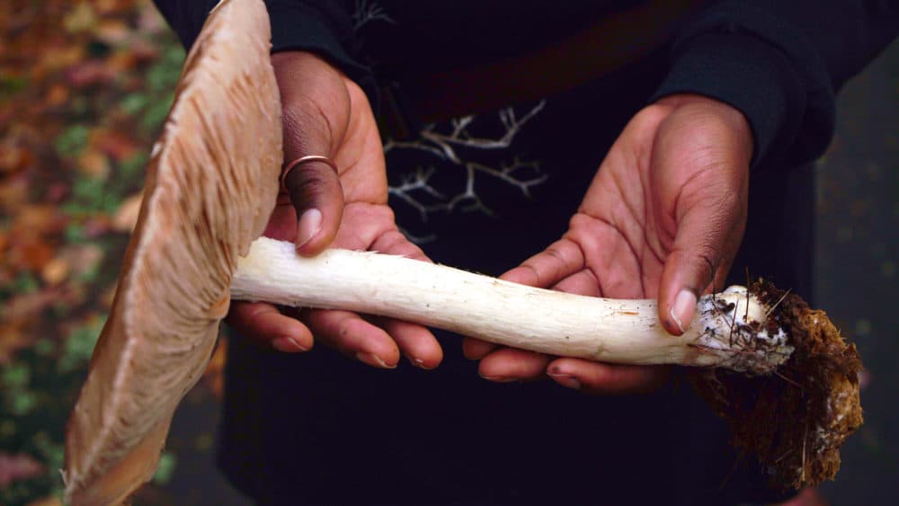 Maria Pinto holds Pluteus Cervinas or "deer mushroom," a common fungi in hardwood forests. (Arielle Gray/ WBUR)