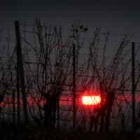 The sun sets behind the late autumn vineyards in Bavaria, Rödelsee. (Karl-Josef Hildenbrand/picture alliance via Getty Images)