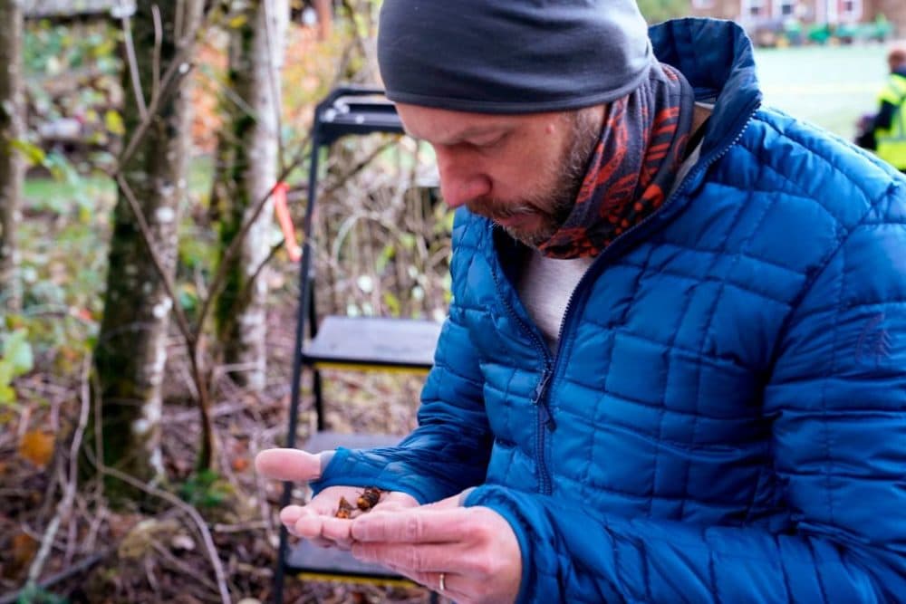 Washington State Department of Agriculture entomologist Chris Looney looks at two of the dozens of Asian giant hornets he vacuumed from a nest in a nearby tree on October 24, 2020, in Blaine, Washington. (Elaine Thompson/Pool/AFP/Getty Images)