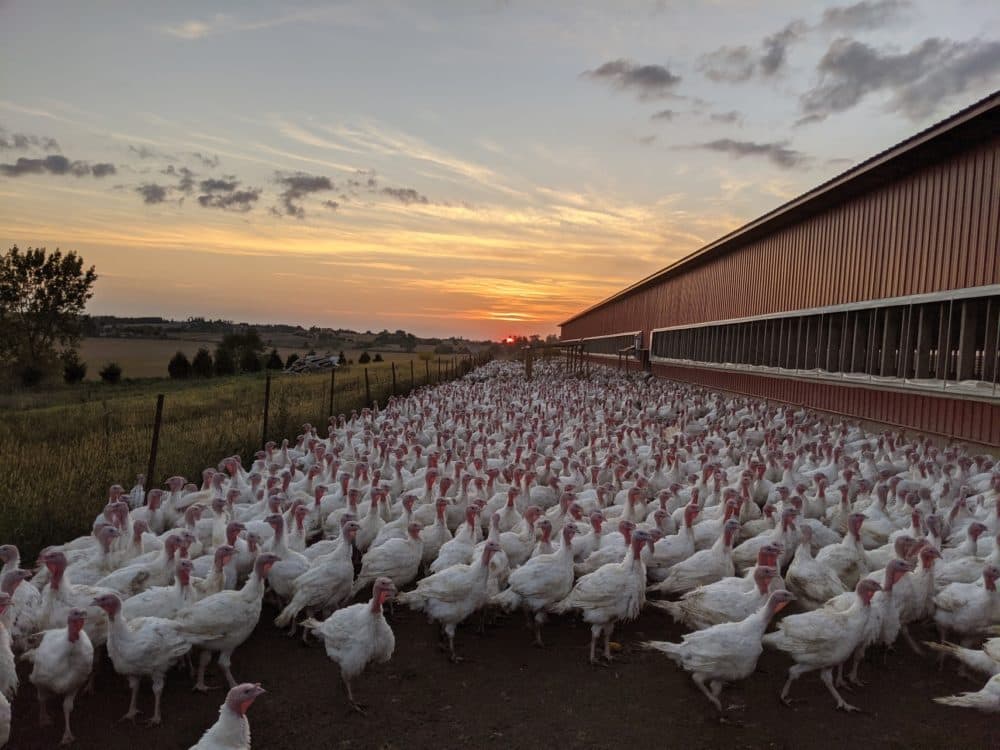 Turkeys at P&J Products in Northfield, Minnesota. (John Zimmerman)