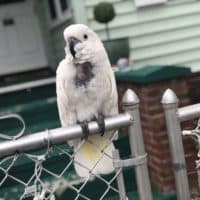 Izzy is screeching more than normal and talks loudly when her owner, Leah Davis, is on Zoom meetings or otherwise not paying attention to her. (Courtesy Leah Davis)