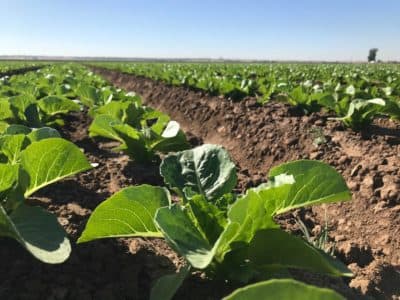 Jon Boelts' lettuce farm in Yuma, Arizona. (Peter O'Dowd/Here & Now)