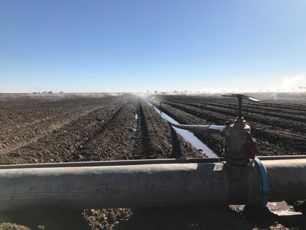 A sprinkler system irrigating crops with water from the Colorado River outside Yuma, Arizona. (Peter O'Dowd/Here & Now)