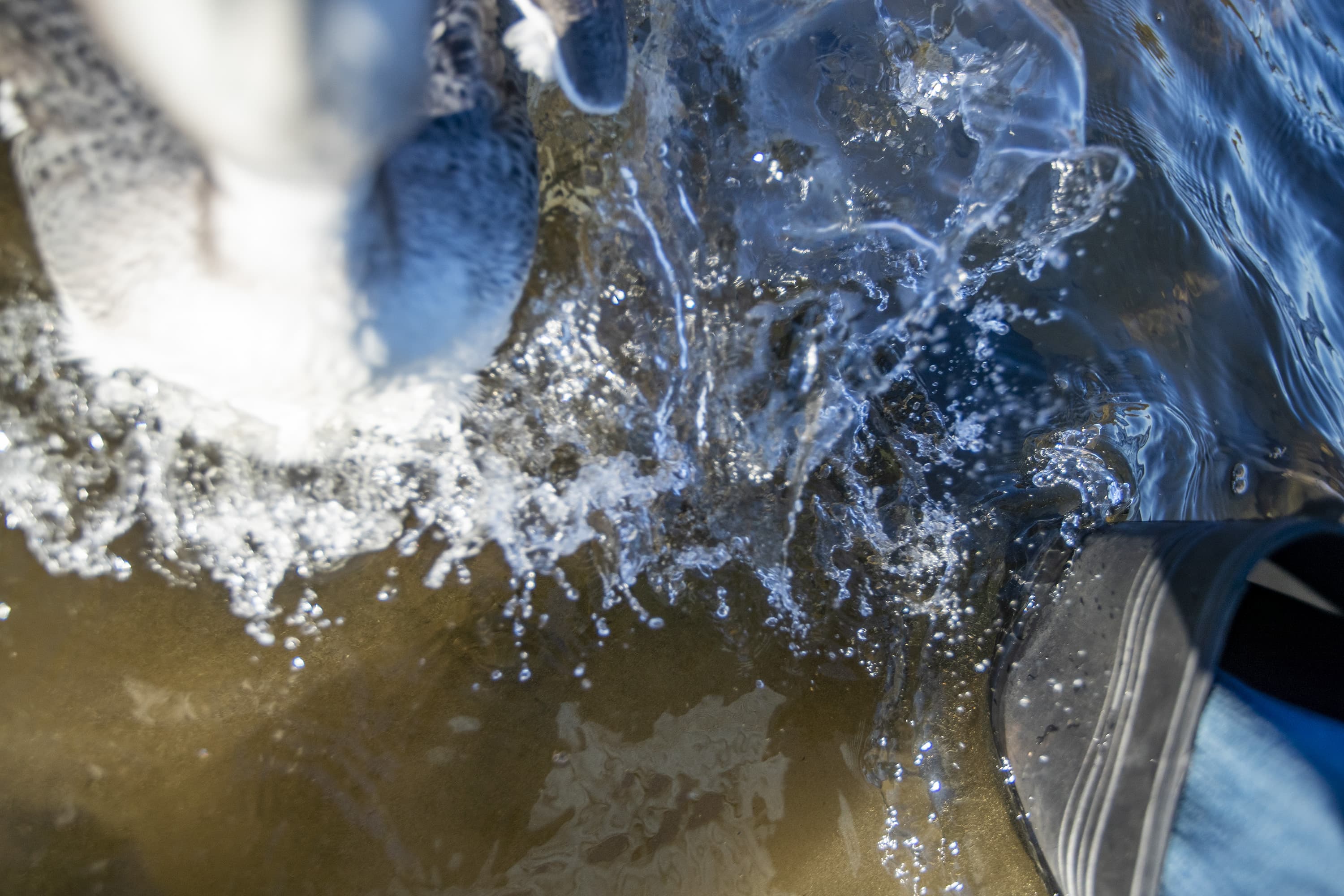 The loon chick hanging onto my camera lens after I'm standing up. (Jesse Costa/WBUR)
