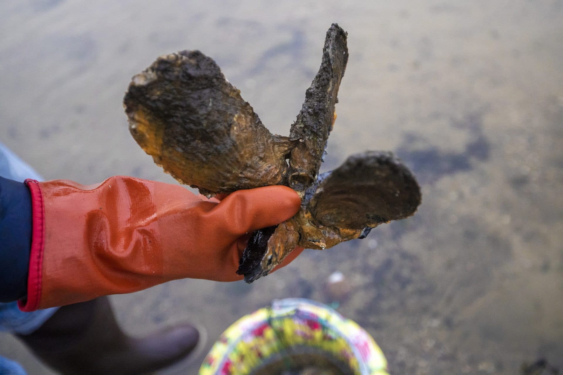 Steven Kirk, coastal program manager for The Nature Conservancy, holds a cluster of oysters from Little Buttermilk Bay in Bourne. (Jesse Costa/WBUR)