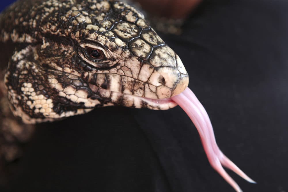 A black and white Argentine Tegu lizard sticks out its tongue at the Yebo Gogga exhibition at the University of the Witwatersrand in Johannesburg on May 13, 2015. (Denis Farrell/AP)