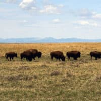 A herd of bison move through land controlled by the American Prairie Reserve south of Malta, Mont. (Matt Brown/AP)