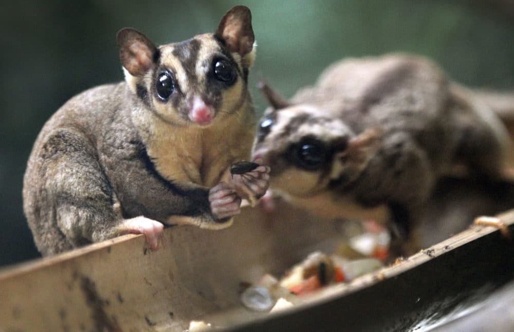 A Sugar Glider looks up while another steals its food at the Night Safari at the Singapore Zoo on Friday, Aug. 17, 2012 in Singapore.
(Wong Maye-E/AP)