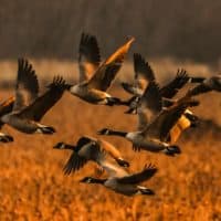 Canada Geese take flight at the Great Meadows National Wildlife Refuge in Concord, Mass. (Glenn Rifkin)