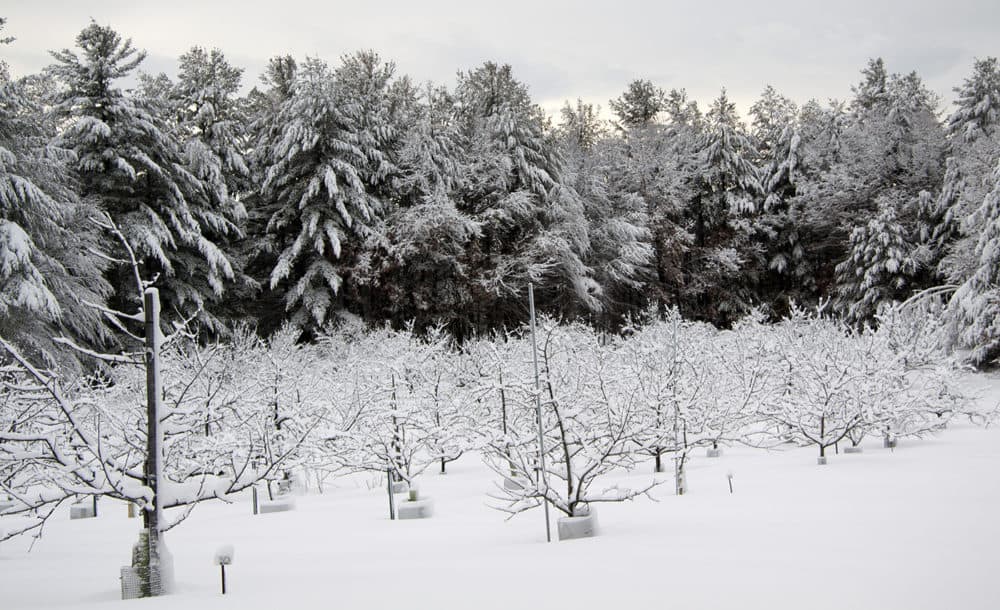Old Frog Pond Farm in Harvard, Mass. in 2016. (Courtesy)