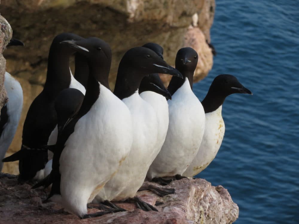 Birds nest in the rock cliffs on the smaller of the Orange Islands, just off the coast of Nova Zembla. (Andrea Pitzer)