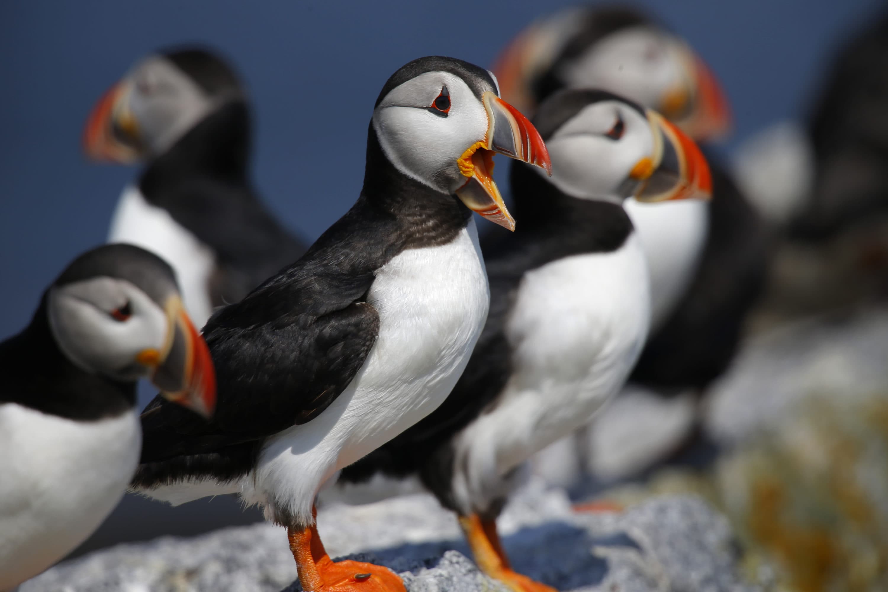 Puffin Stuff Herring Rules Could Benefit Maine's Most Beloved Birds