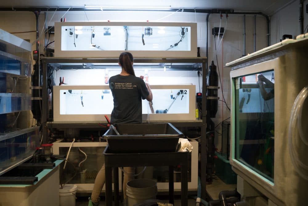 Study author Carolyn Wheeler tends to epaulette shark pups. (Courtesy E. Moothart, New England Aquarium)