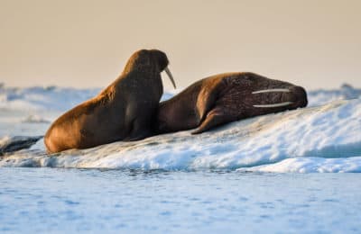 Walruses on an ice flow off Wrangel Island, part of the Wrangel Island State Nature Reserve in the Arctic Sea. (Yuri Smityuk/TASS via Getty Images)