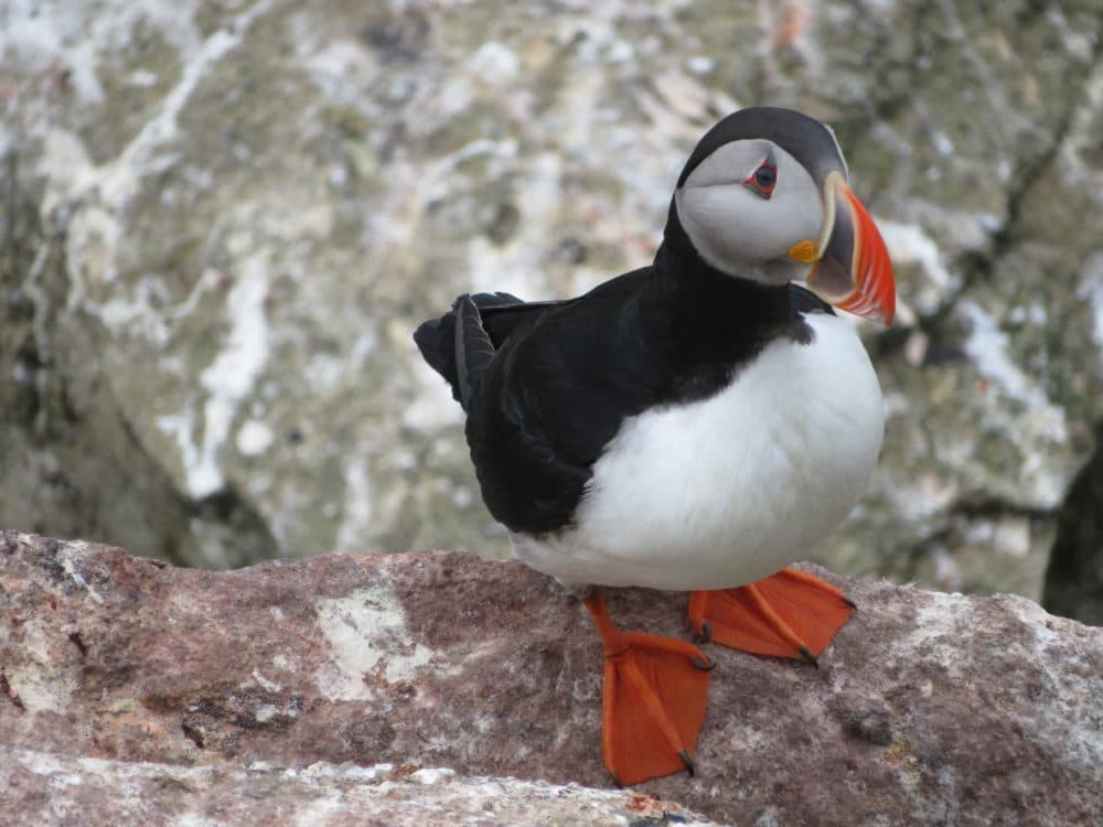 A puffin shows no fear at the sight of humans on an island just off the coast of Nova Zembla. (Andrea Pitzer)