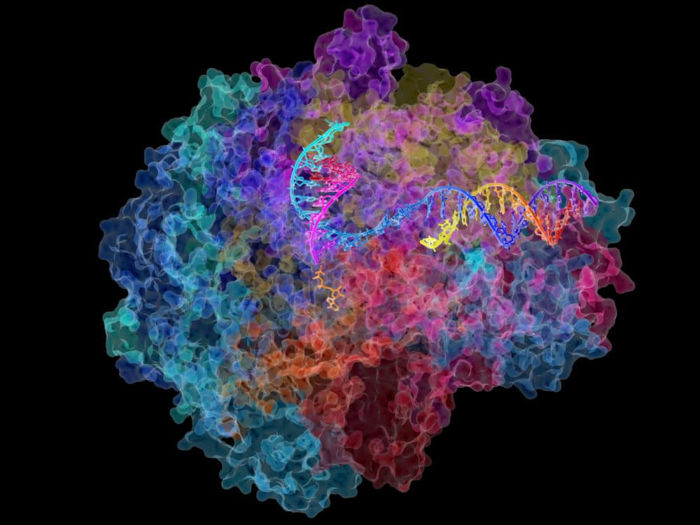 A computer generated image of DNA being translated into mRNA. (Courtesy David Bushnell, Ken Westover and Roger Kornberg, Stanford University)