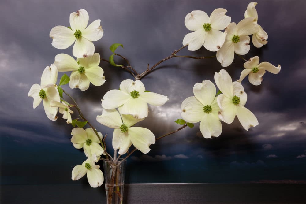 Vaughn Sills, "Dogwood, Northumberland Strait," 2020. (Courtesy Kingston Gallery)