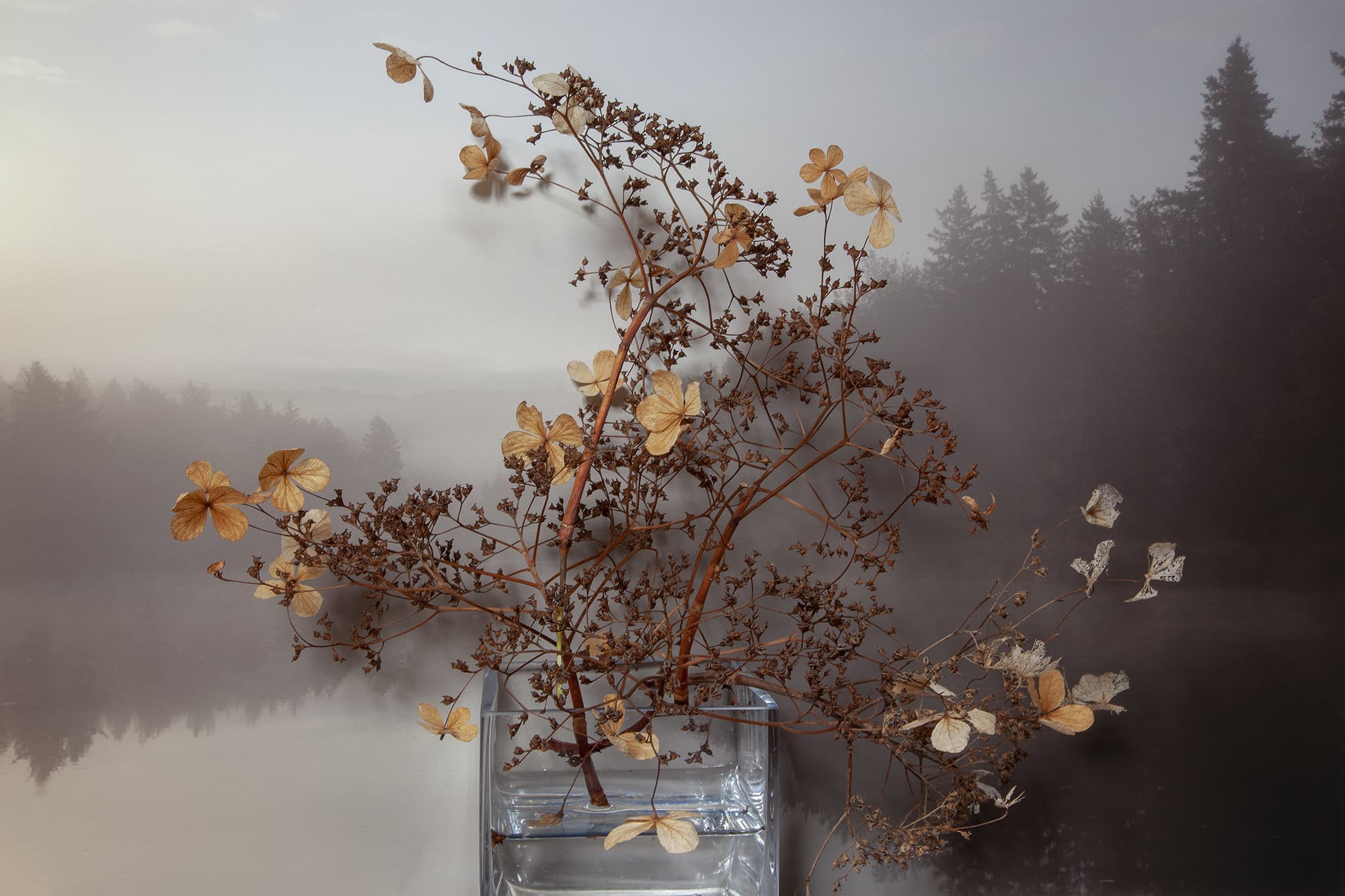 Vaughn Sills, "Hydrangea, Carragher's Pond," 2020. (Courtesy the artist)
