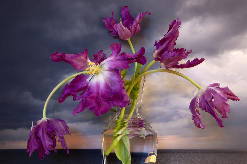 Vaughn Sills, "Purple Parrot Tulips, Northumberland Strait," 2020. (Courtesy the artist)