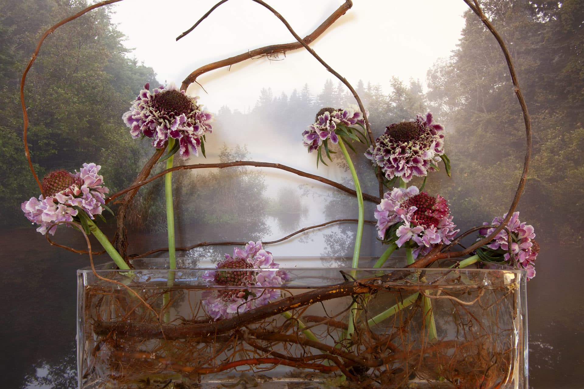 Vaughn Sills, "Ranunculus, Wright's Pond." (Courtesy the artist)