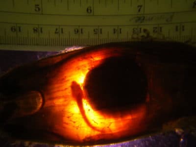 Epaulette shark embryo. (Courtesy D. Kraver and M. Johnson, New England Aquarium)