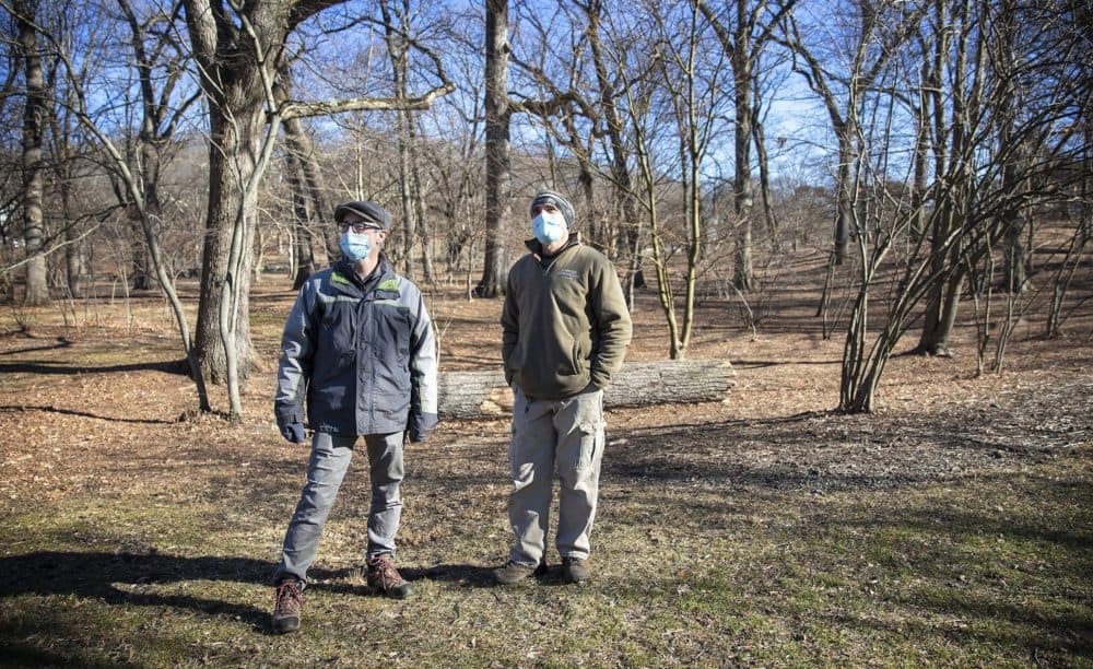 Arnold Arborteum staff Michael Dosmann and John DelRosso stand by a wood of oaks and maples at the Arboretum. (Robin Lubbock/WBUR)