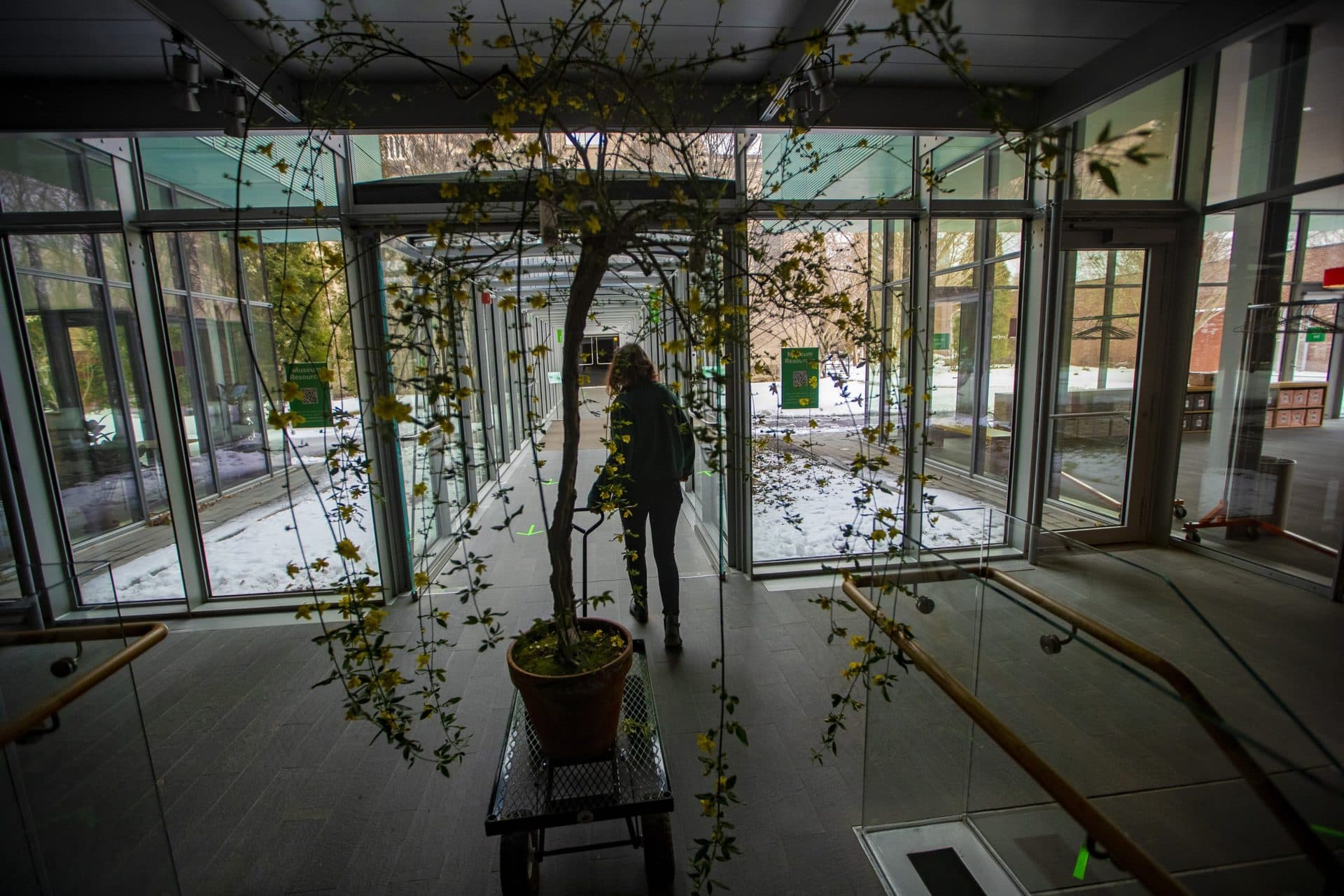 Sydney Mark wheels a jasmine tree through the contemporary wing of the museum en route to the Palace building. (Jesse Costa/WBUR)