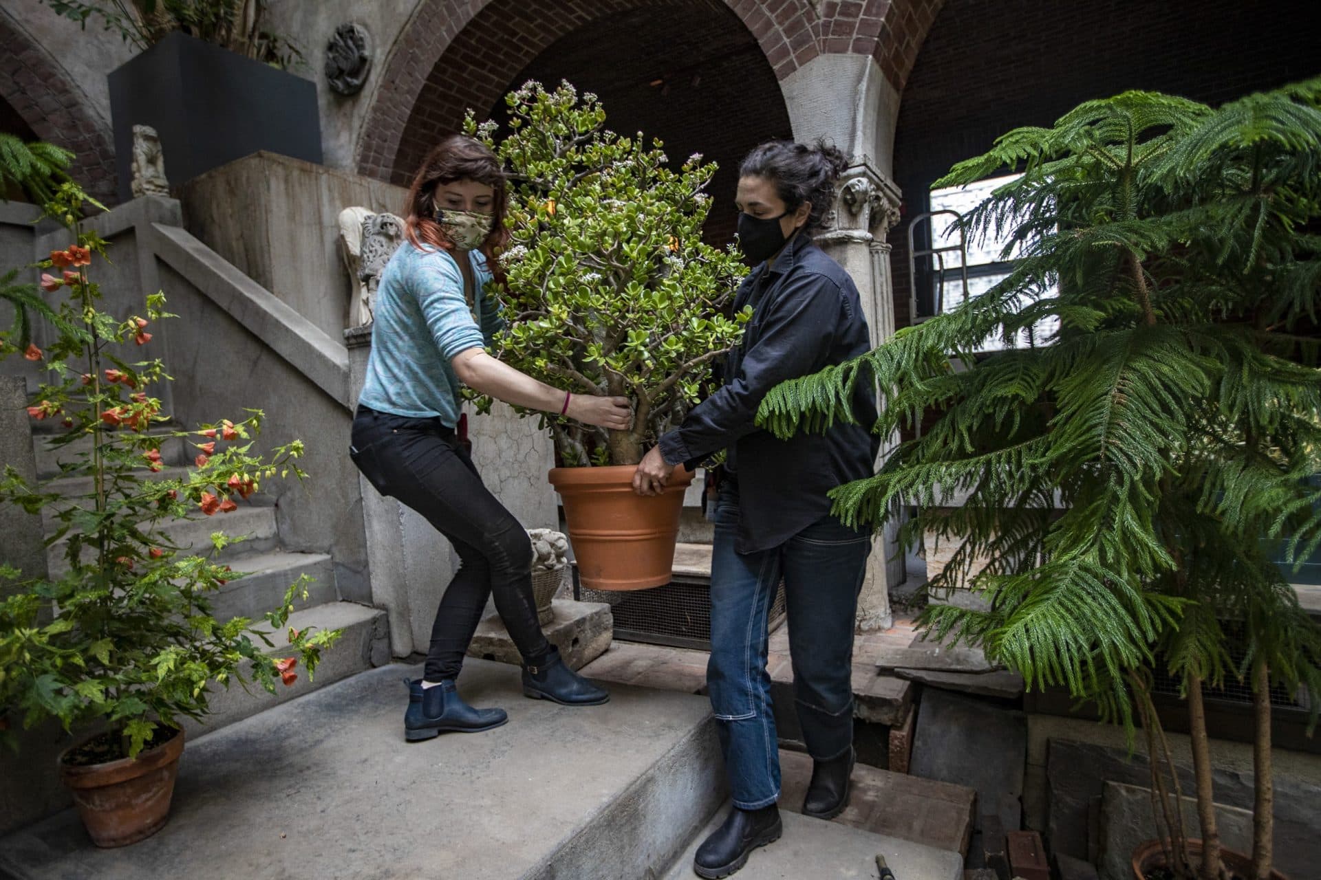 Horticulturalists Sydney Mark (left) and Erika Rumbley (right) carefully move a flowering jade plant. (Jesse Costa/WBUR)