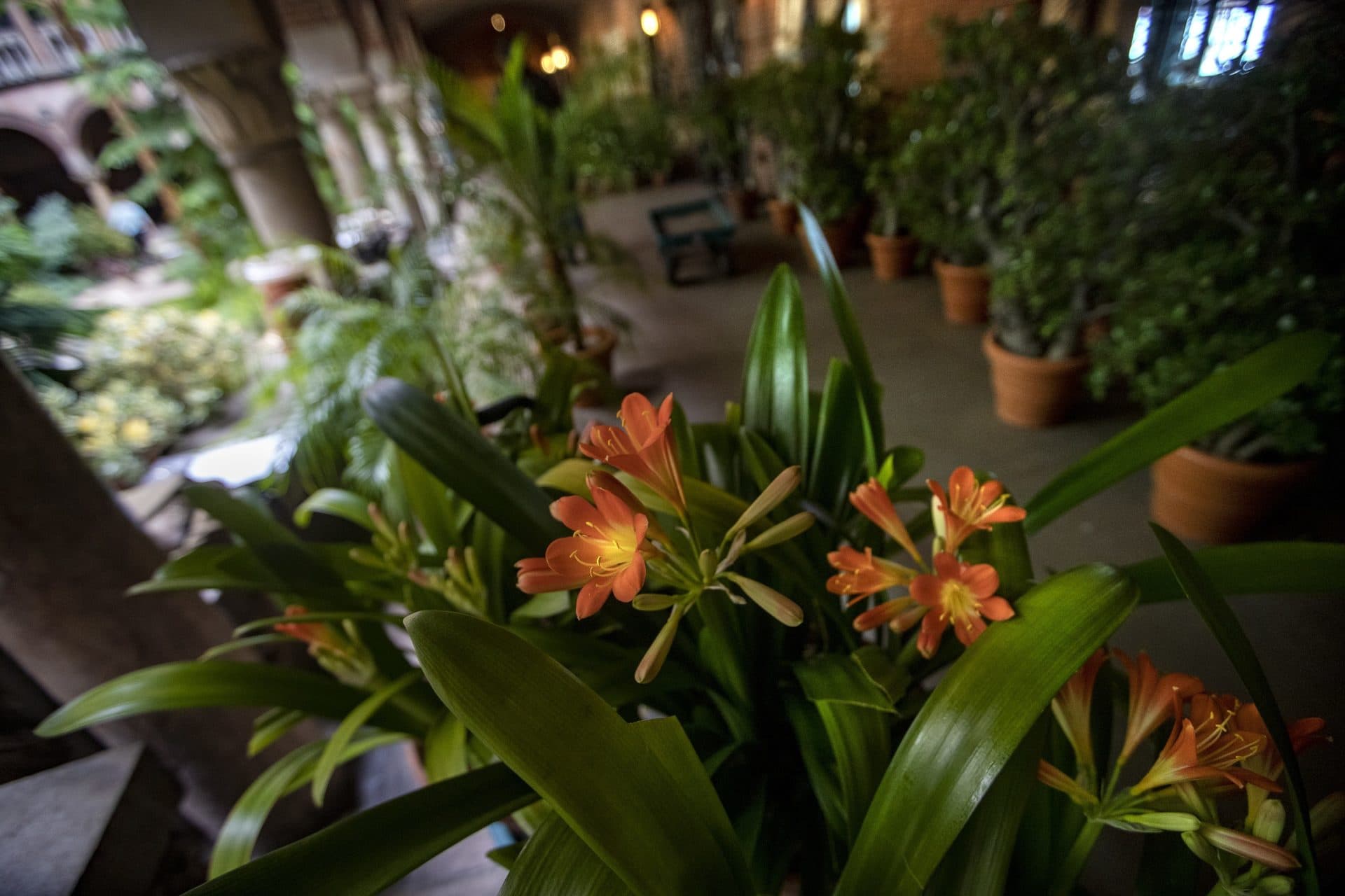 Rumbley said these clivia miniata have been at the museum since Isabella Stewart Gardner was alive. (Jesse Costa/WBUR)