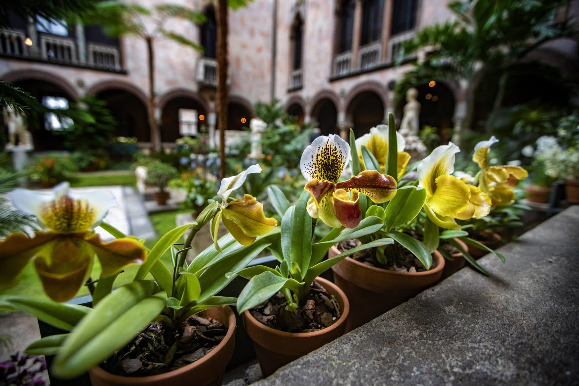 Lady's slipper orchids are especially vulnerable to cold temperatures. (Jesse Costa/WBUR)