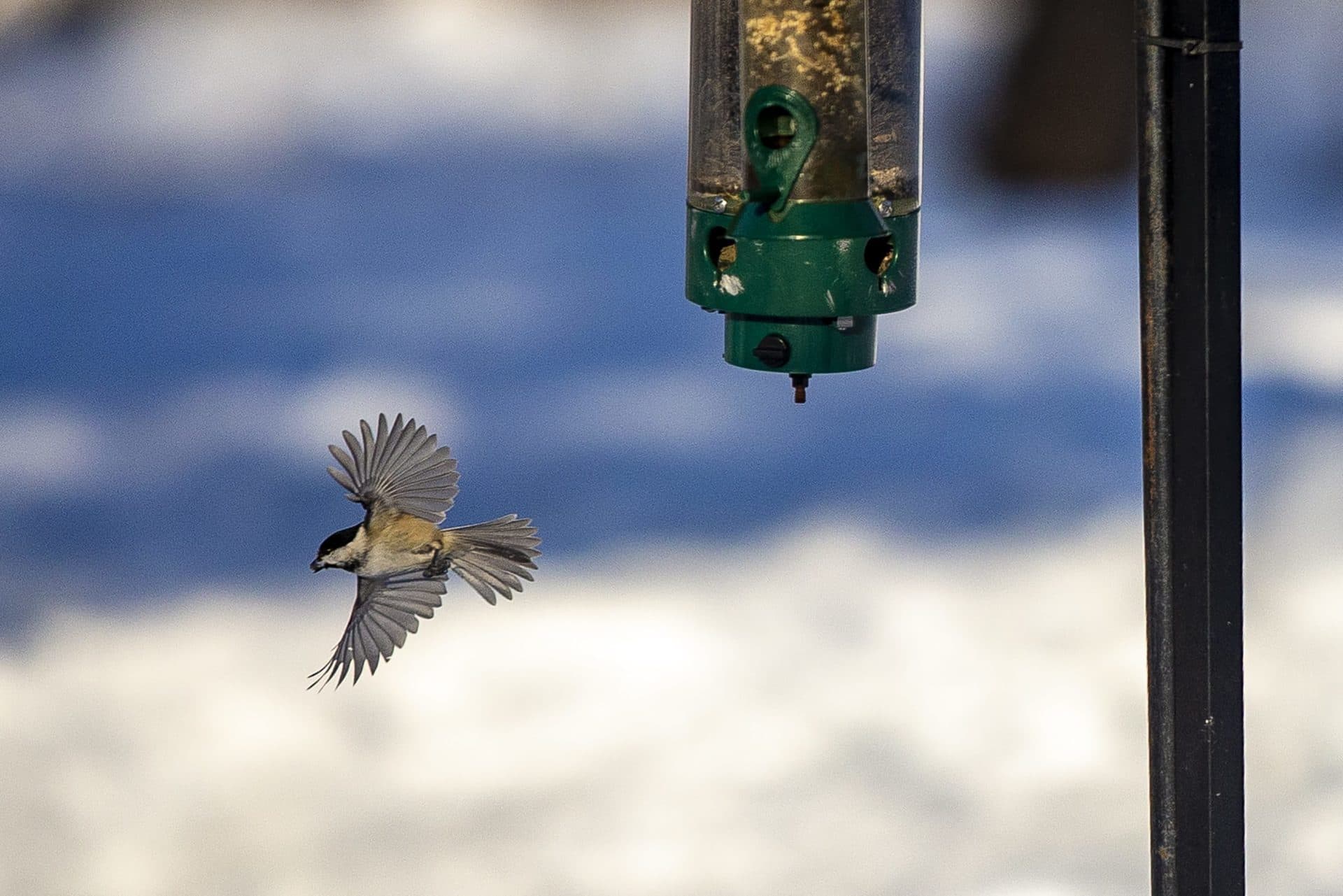 A black-capped chickadee flies away from a bird feeder after eating at the Audubon Boston Nature Center in Mattapan. (Jesse Costa/WBUR)