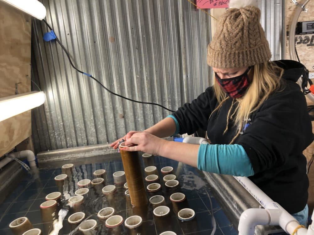 Olivia Mercier runs the kelp hatchery at Portland's Running Tide Technologies. After raising her first brood of sporophytes, or early-stage kelp, on a PVC pipe, she says sending the lot to the open ocean to test the company's visionary technology makes her feel like a proud mother. (Fred Bever/Maine Public)