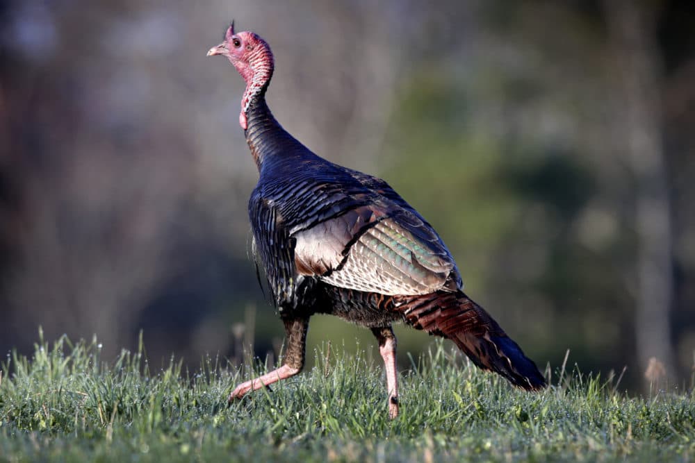 In this Monday, May 4, 2020 photo, a wild turkey crosses a field in Freeport, Maine. (Robert F. Bukaty/AP)