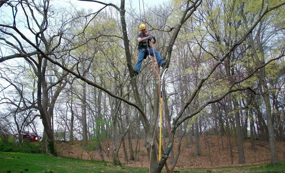 John DelRosso, head arborist at the Arnold Arboretum, at work. (Courtesy Arnold Arboretum)