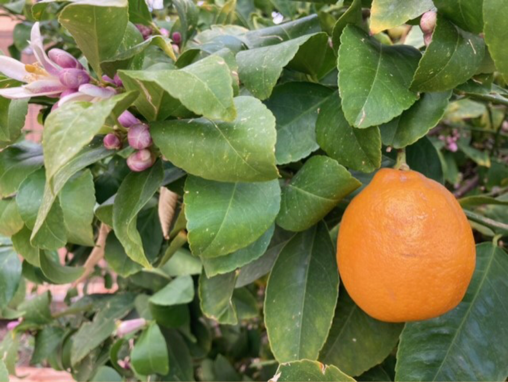 Zesty Lemon Recipes That Take The Citrus Beyond Garnish Here Now