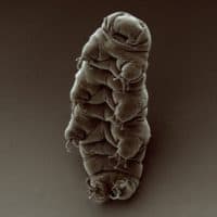 An adult tardigrade. (Credit: Goldstein lab - tardigrades, CC BY-SA 2.0 <https://creativecommons.org/licenses/by-sa/2.0>, via Wikimedia Commons)