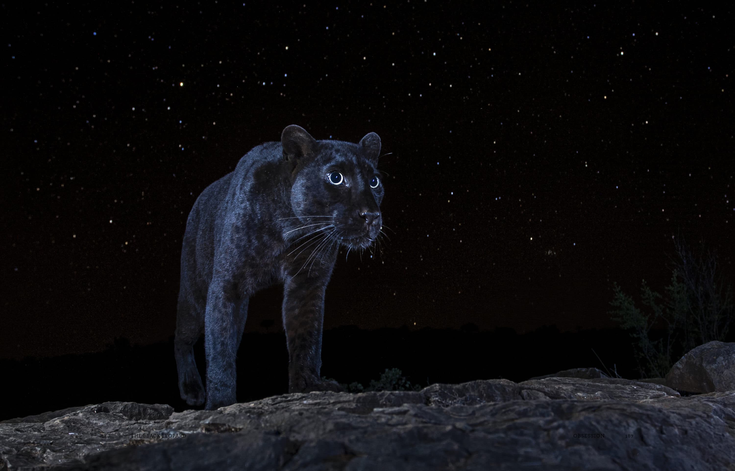 One Photographer's Pursuit To Capture Pictures Of The Elusive African 