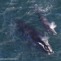 A baby right whale swims with its mother in Cape Cod Bay in 2019. (Amy James/Center for Coastal Studies/NOAA via AP)