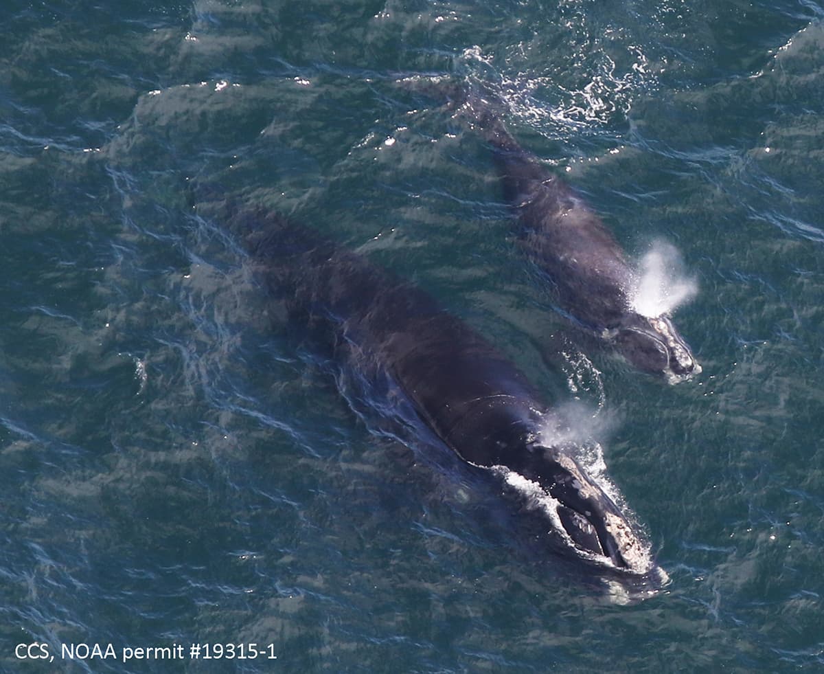 Weak safety for vanishing whale violates legislation, decide says