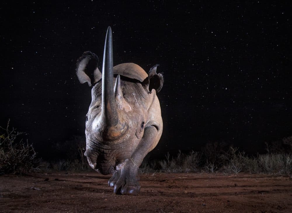 A rhino featured in "The Black Leopard: My Quest to Photograph One of Africa’s Most Elusive Big Cats." (Will Burrard-Lucas)