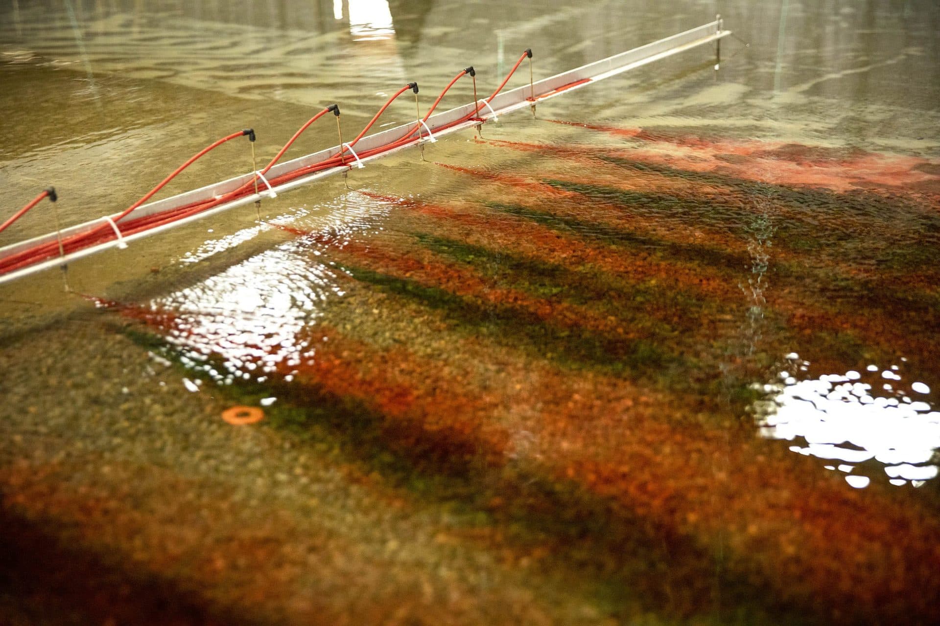 Ink trails in the water of the Mississippi model help researchers understand the flow patterns of the river. (Robin Lubbock/WBUR)