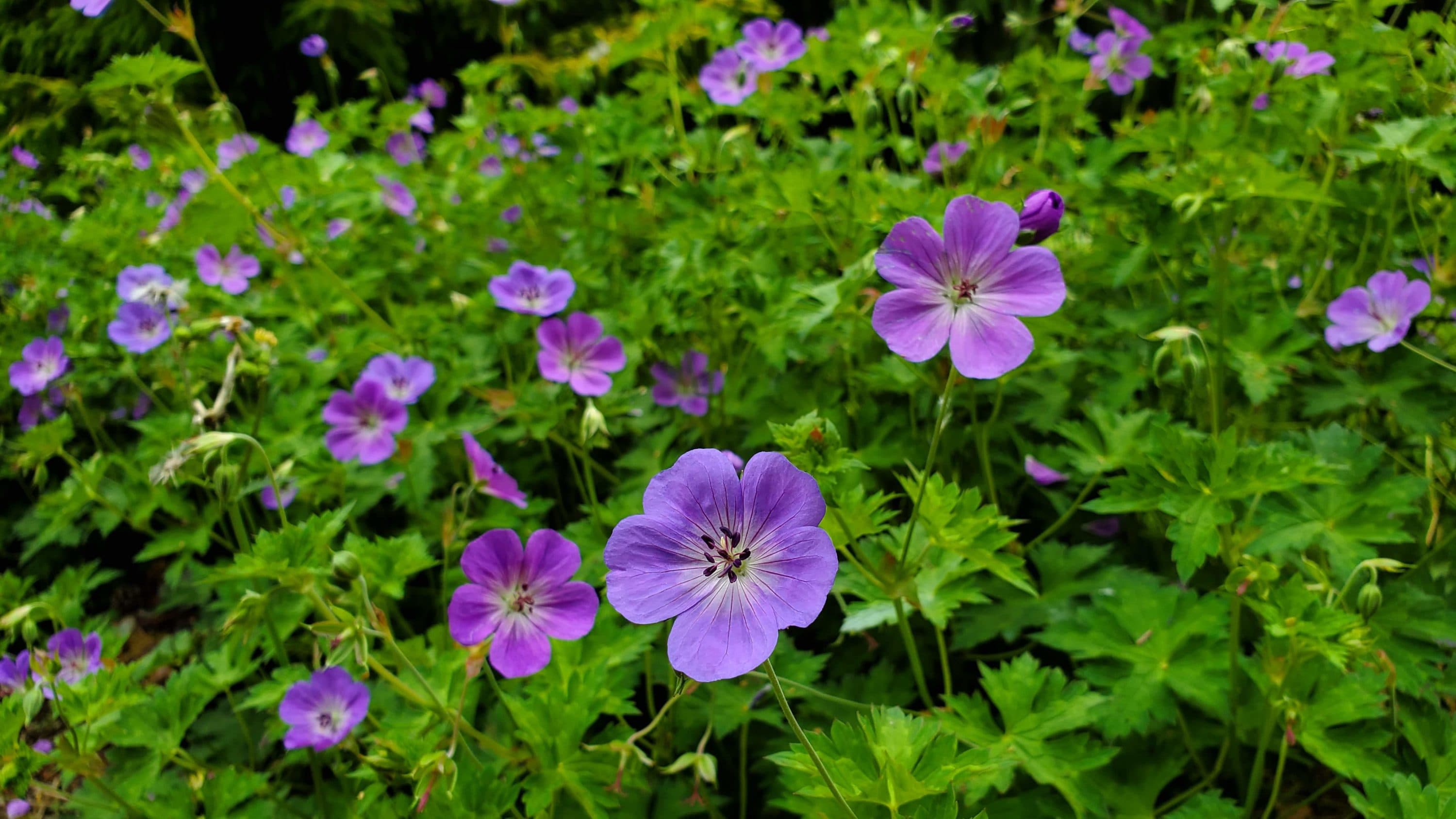 Mark Richardson explains that the geranium "Rozanne" is a beautiful, low-maintenance ground cover plant. (Courtesy Mark Richardson)