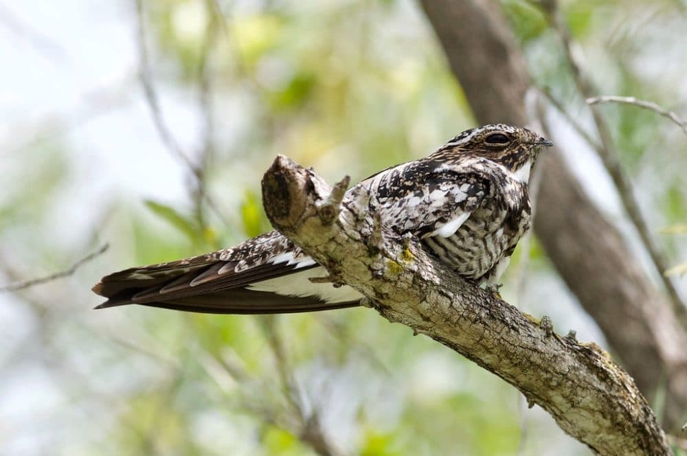 Common nighthawk (Brandon Trentler/btrentler/Creative Commons)