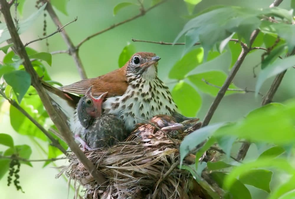 A wood thrush and cowbird nestling. (Kelly Colgan Azar/Creative Commons)