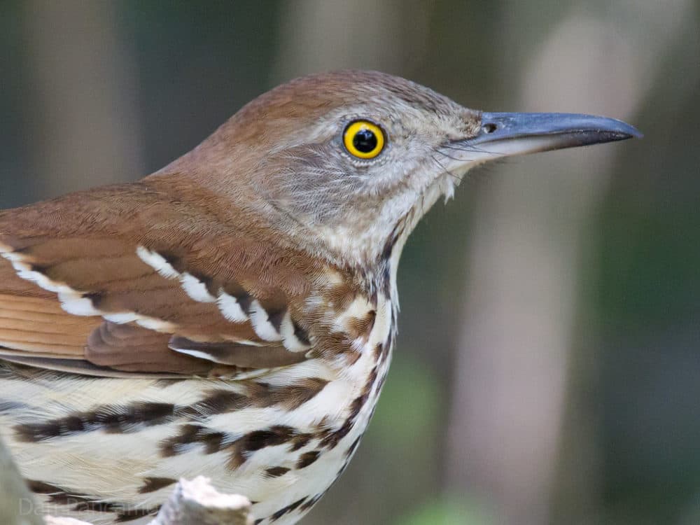 Brown thrasher (Dan Pancamo/Creative Commons)